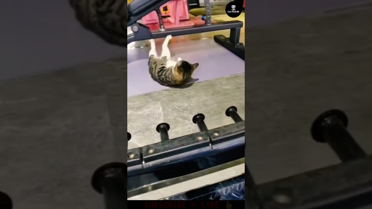 A Cute Cat | Smart Cat | Cat Workout Time | Cat Try to GYM