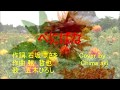 べにばな/五木ひろし Cover by Shima aki