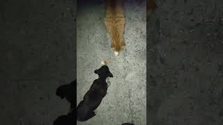 Yavru Dogo Kediyle Yemek Yiyor dogo argentino