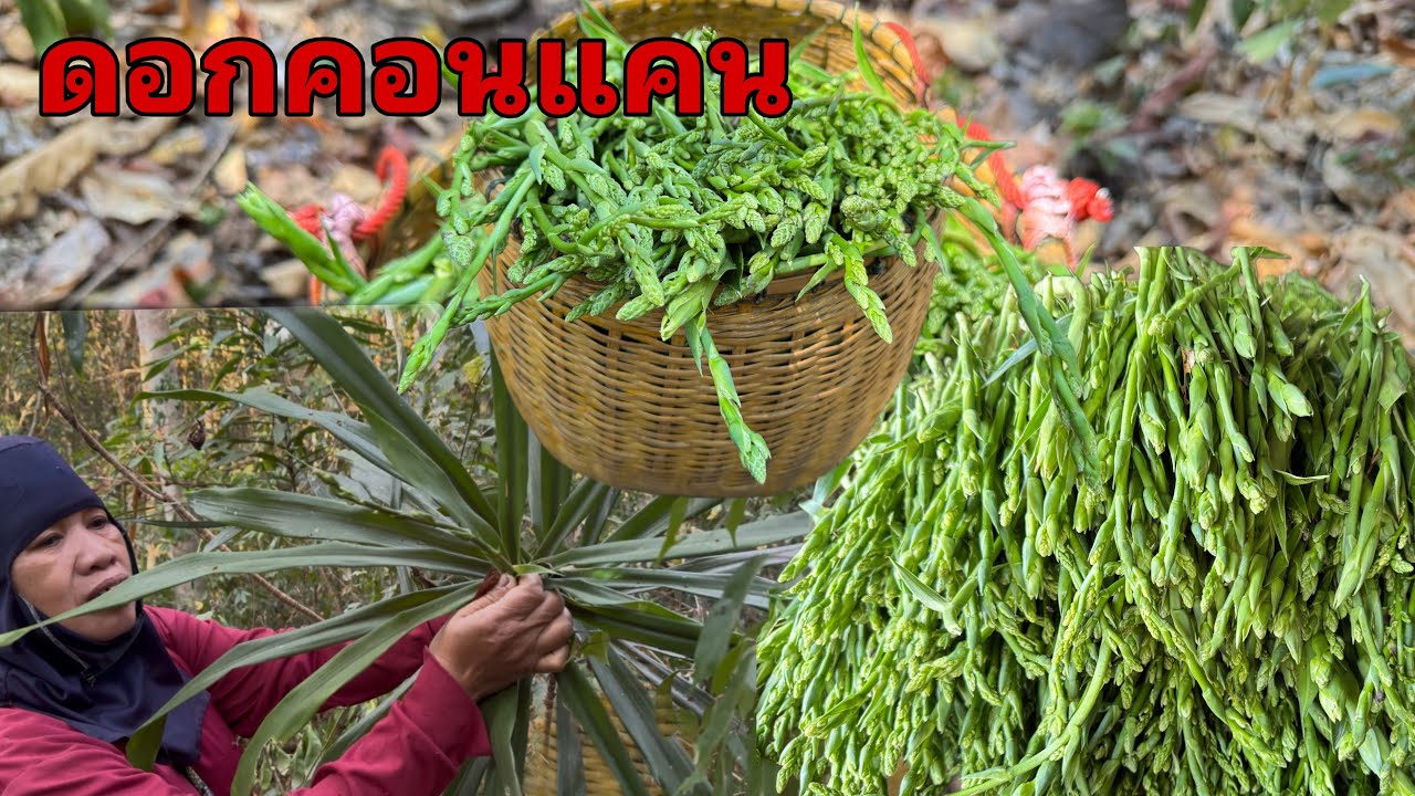 หมาน2ช็อต เข้าป่าเก็บดอกคอนแคนได้ยอดสวยๆเต็มตระกร้า เก็บอยู่ดีไปเจอเห็ดกระด้าง??พอได้ชุป 16/2/69