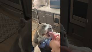 PITBULLS ARE THE MOST LOVING DOGS #dogshorts #pitbull #doglove #love #cute #happy #pitbulldog