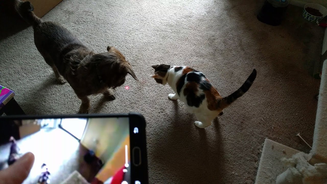 Petcube Play Unboxing, Setup, and Demonstration! (Remote Wi-Fi Pet Camera)