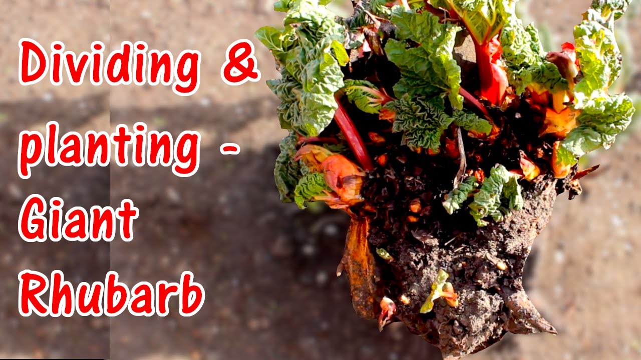 How to Divide and Plant Rhubarb | Replanting Crowns - YouTube