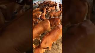 Premium Beef Cattle Breeding Farm | Strong Yellow Calves #cow
