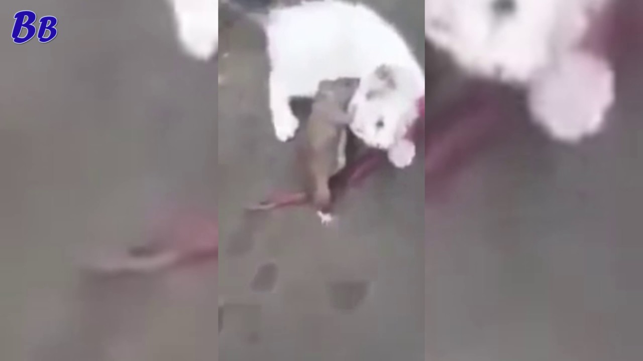 крыса напала на человека