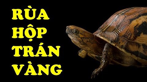 Tìm hiểu về Rùa Hộp Trán Vàng | Loài rùa có cơ chế bảo vệ độc đáo | Hoàng Long Family