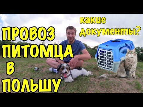 ВЫВОЗ ЖИВОТНЫХ В ПОЛЬШУ. КАКИЕ ДОКУМЕНТЫ НУЖНЫ?