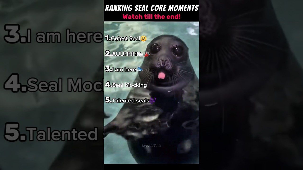 Best Seal Core Moments🦭 
