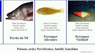 Fish, ordre Perciformes, famille Ambassidae opistognathus sphyraena rémora perroquet pseudochromis