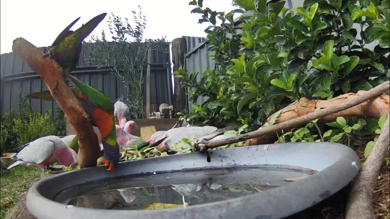 Australian Bird Bath Cam | 2/3/26 | eastern koel | red wattle bird | lorikeets | galah | peewees |