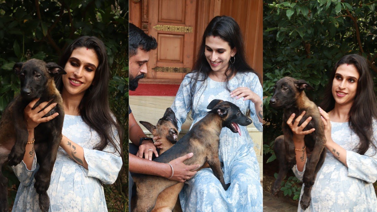 അടിപൊളി Belgian Malinois നായക്കുട്ടികളെ വേണോ കാവലിന് Belgian Malinois Dogs