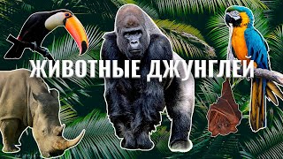 Животные джунглей | Учим животных с детьми | Умняха