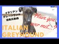 【トリミング】美男子イタグレちゃん Cute handsome "Italian Greyhound" (Dog grooming & Trimming video)