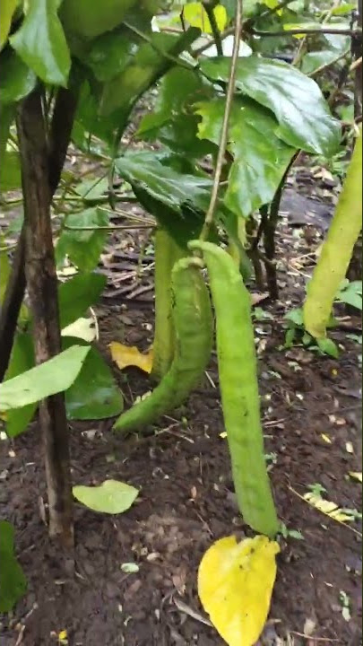 Budidaya Kacang Koro Pedang atau Kacang Parang.