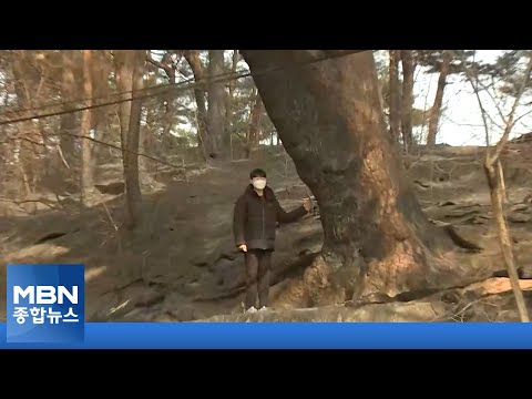 강원 산불로 생태계 초토화…엄청난 변화 불가피 [MBN 종합뉴스]