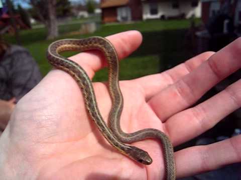 Baby Garden Snake Youtube