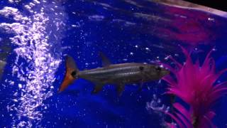 Red Tail Barracuda