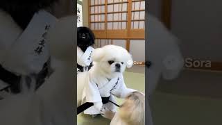 柔道ペキニーズ🥋#ペキニーズ #ペキスタグラム #北京犬#pekingese #페키니즈 #ペキニーズフォーン#黒ペキ#白ペキ#ペキニーズ可愛い#ペキニーズ大好き#sora2