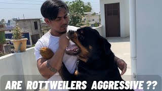 Should you own a Rottweiler dog? Watch this before buying a Rottweiler puppy
