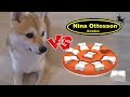 柴犬シバチャ vs スウェーデンの知育玩具 天才犬現る！？ Level1