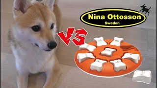 柴犬シバチャ vs スウェーデンの知育玩具 天才犬現る！？ Level1