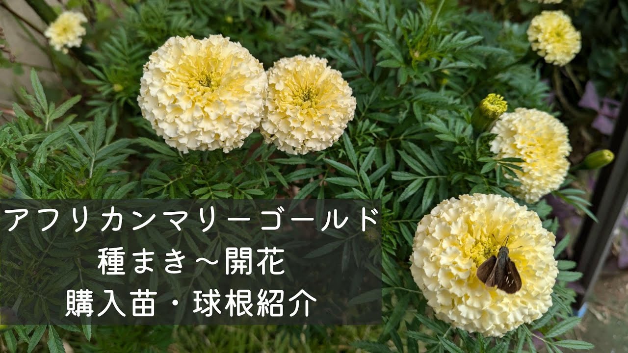 たね　マリーゴールド　アフリカントール　背丈が高い たね マリーゴールド アフリカントール 背丈が高い 種・種子