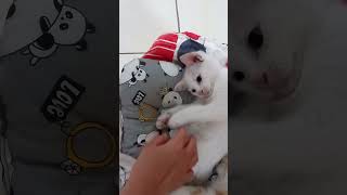 CUTE KITTENS : The white kitten playing, the orange kitten asleep. #cat #kitten #kucing  #catlover