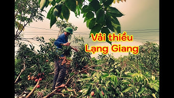 Mùa vải Lạng Giang | Niềm phấn khởi khi những trái vải thiều Bắc Giang xuất khẩu sang Nhật Bản