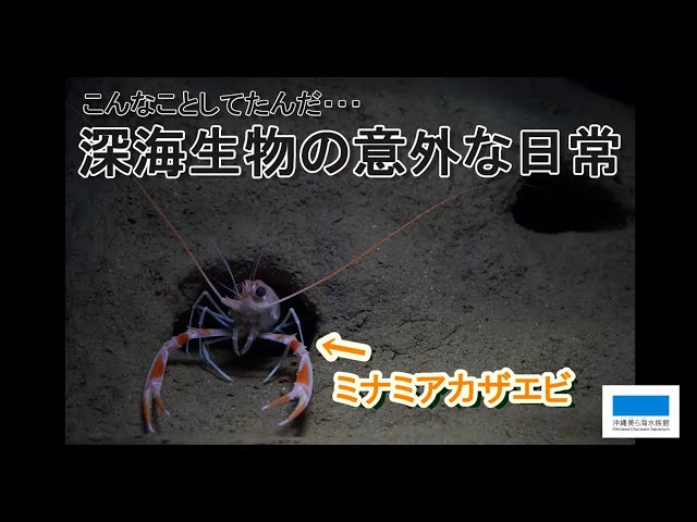 ミナミアカザエビの日常 - YouTube