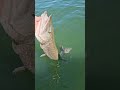 les premiers release de la saison carnassier. #fishing #nokill #sportex #lure #pike