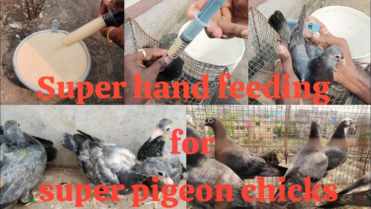 Super hand feeding for super pigeon chicks @SomnathHalder-tq8mo