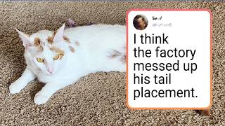 Funny Cats Who Clearly Have Their Own Rulebook