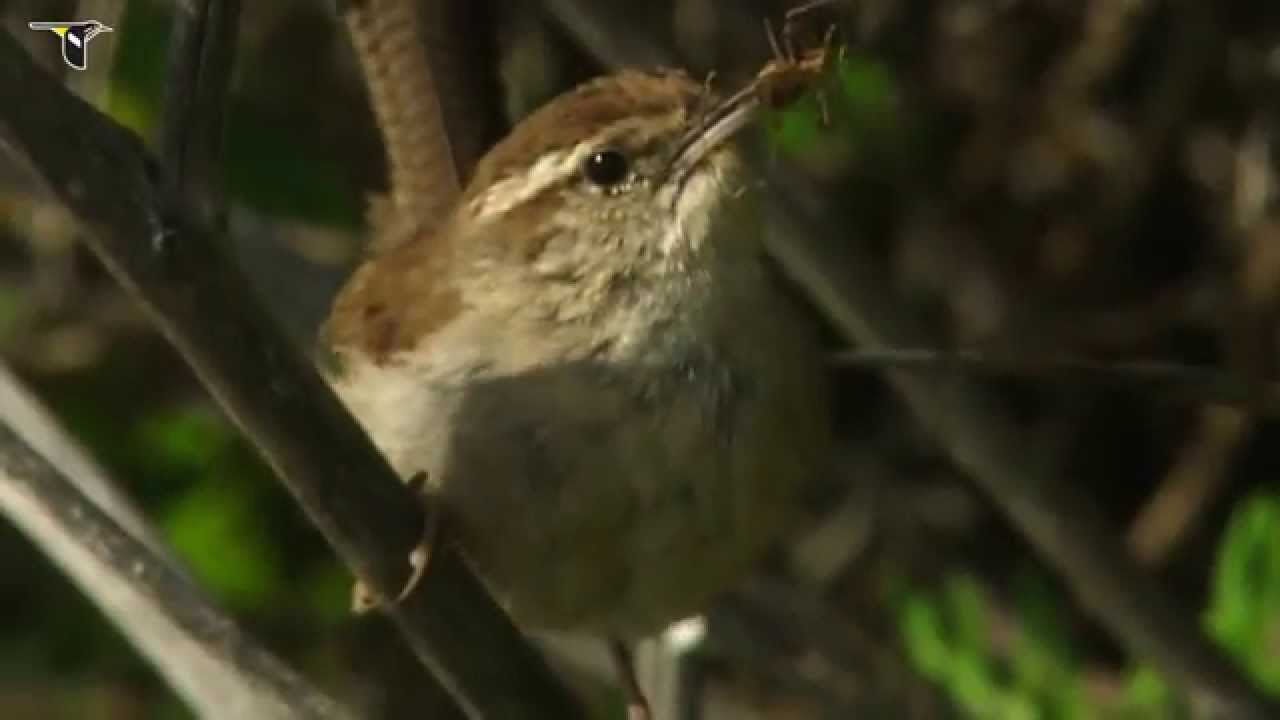 Bewick's Wren 