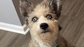 Special Needs Dog No One Wanted To Play With Finally Makes A Friend