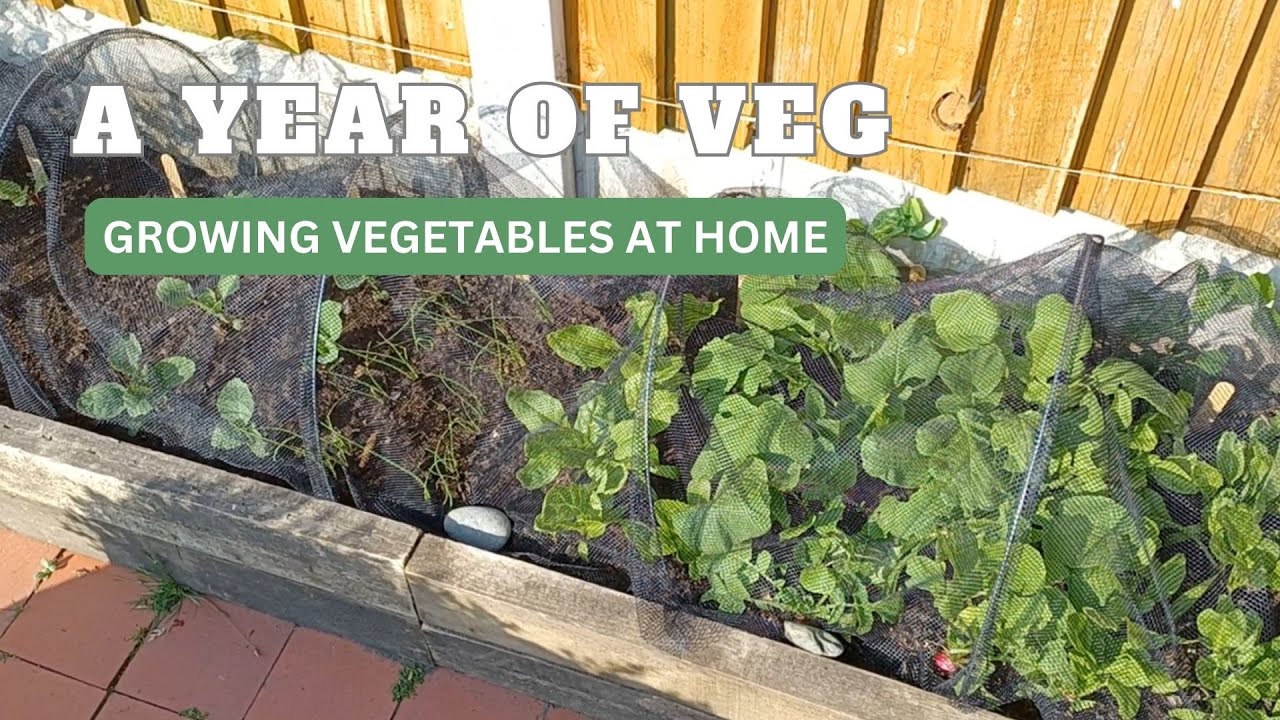 A Year of Veg | Backyard Vegetable Bed | Grow Your Own Food at Home ...