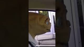 Stone cold et #shorts #short #funny