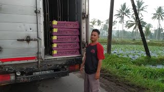 ALHAM DULILLAH DOC AYAM PETELUR MB402 PLATINUM DATANG