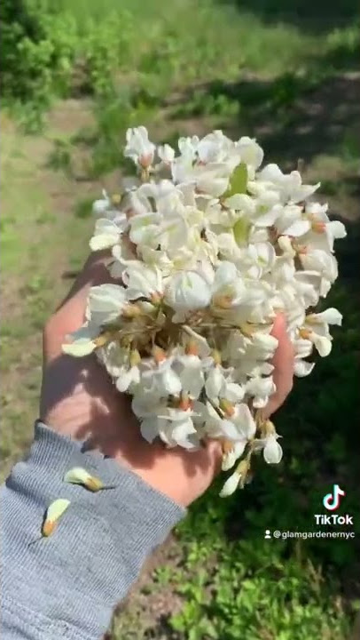 BLACK LOCUST FLOWER ICED TEA 🌸🍵