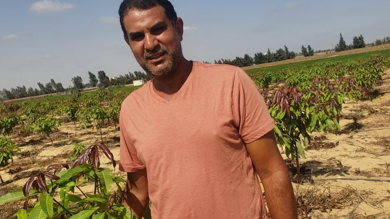 معلومات من ذهب للاستثمار في الزراعه و دراسه جدوى لمشروع زراعي ونصائح غاليه من مستثمر01022222527