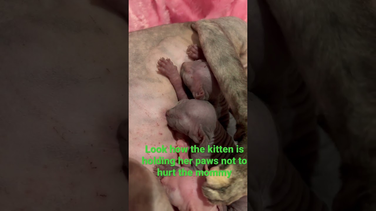 Sphynx kittens nursing
