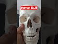 #Human Skull#youtubeshorts