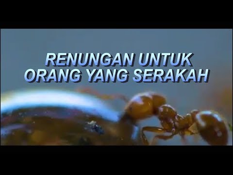 Video: Cari Diri Anda. Atau Ode Untuk Keserakahan