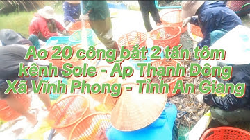 Ao 20 công bắt 2 tấn tôm càng lúc 5 giờ sáng tại Sole Ấp Thạnh Đông - Xã Vĩnh Phong - Tỉnh An Giang