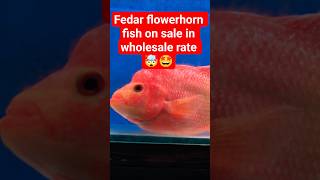 Flowerhorn fish on sale in wholesale rate 🤩 #flowerhorn #shortsviral #viralvideo #ytshorts #shorts