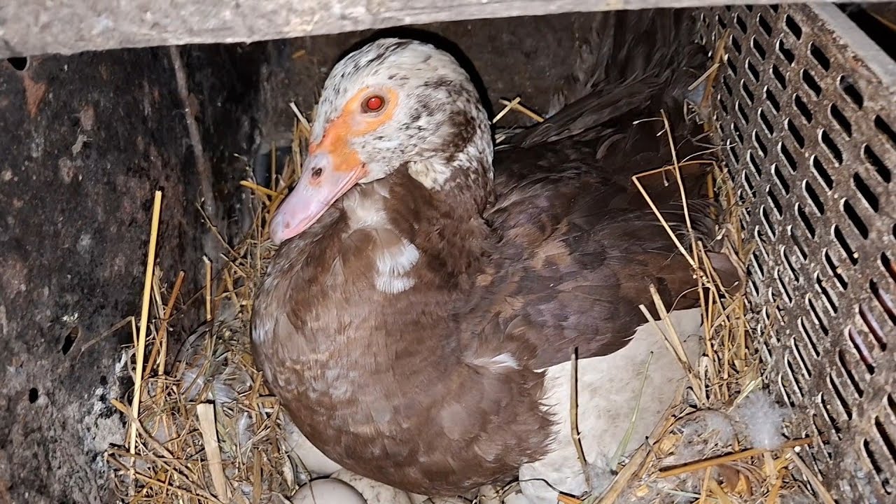 Мої перші муларди 🤭 Качка вибила собі останній шанс 😱