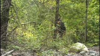 Prohibition Episode4-- The quest for huge outdoor buds continues