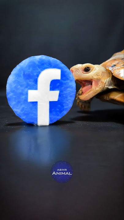 ASMR Mukbang Eating Facebook 📘 Turtle Tortoise