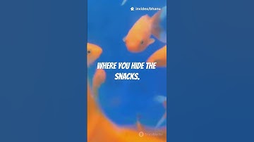 The Great Goldfish Lie: Your Pet Remembers WAY More Than 3 Seconds!