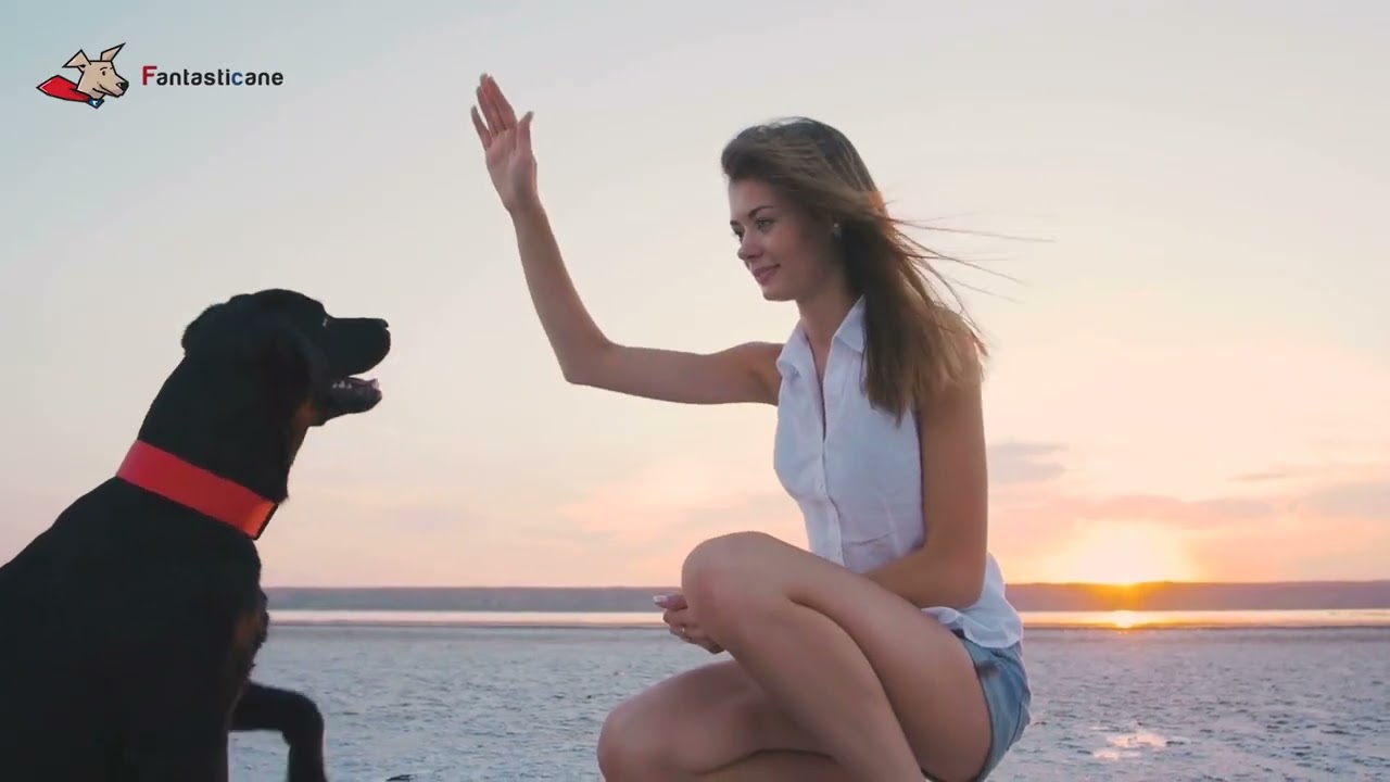 FAI QUESTI GIOCHI con il tuo cane: ecco come renderlo più calmo e rilassato