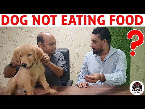 Dog or Puppy NOT Eating FOOD - Loss of Appetite || Possible Reasons u0026 Solutions || Baadal Bhandaari